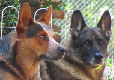 Dusty, our Australian Cattle Dog, with Sable, our German Shepherd (Sable died last year)