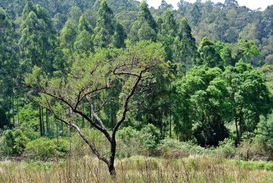 Trees Imbued with green
